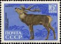 Red Deer (Cervus elaphus)