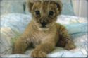 Lion Cub