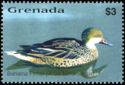 White-cheeked Pintail (Anas bahamensis)