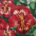 Pansies