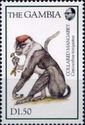 Collared mangabey (Cercocebus torquatus)