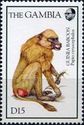Guinea baboon