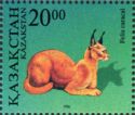 Caracal (Felis caracal)