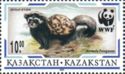 Marbled Polecat (Vormela peregusna)