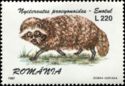 Raccoon Dog (Nyctereutes procyonoides)