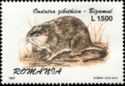 Muskrat (Ondatra zibethicus)