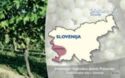Avtohtone Slovenske Trte - Malvazija