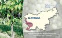 Avtohtone Slovenske Trte - Refošk