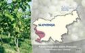 Avtohtone Slovenske Trte - Rebula