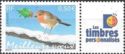 European Robin (Erithacus rubecula)
