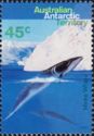 Antarctic Minke Whale (Balaenoptera bonaerensis)