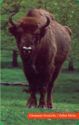 Zubor hôrny (lesný) / Bison