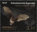 Mediterranean Long-eared Bat (Plecotus kolombatovici)