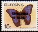 Eryphanis polyxena with narrow overprint