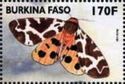 Garden Tiger Moth (Arctia caja)