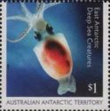 Antarctic Neosquid (Alluroteuthis antarcticus)