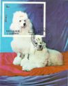 Poodle (Canis lupus familiaris)