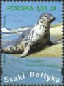 Gray Seal (Halichoerus grypus)