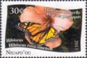 Monarch (Danaus plexippus), Hibiscus (H. rosa-sinensis)