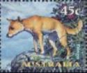 Dingo (Canis lupus dingo)
