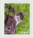 Domestic Cat in a Tree