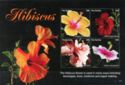Hibiscus rosa-sinensis