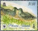 Phoenix Petrel (Pterodroma alba) - nesting pair