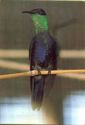 Hummingbird (thaluriana Furcata)
