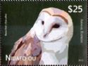Barn owl (Tyto alba)