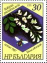 Black Locust (Robinia pseudoacacia)