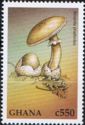 Death Cap (Amanita phalloides)