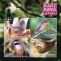 Rare birds of Palau