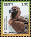 Cinereous Vulture (Aegypius monachus)