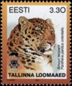 Amur Leopard (Panthera pardus orientalis)
