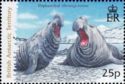 Elephant Seal (Mirounga leonina)