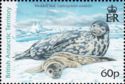Weddell Seal (Leptonychotes weddellii)