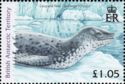 Leopard Seal (Hydrurga leptonix)