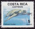 Green Sea Turtle (Chelonia mydas)