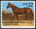 Quarter Horse (Equus ferus caballus)