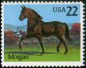 Morgan (Equus ferus caballus)