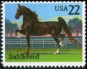 American Saddlebred Horse (Equus ferus caballus)