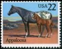Appaloosa (Equus ferus caballus)