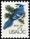 Blue Jay (Cyanocitta cristata)