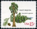 Giant Sequoia (Sequoiadendron giganteum)