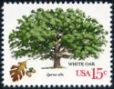 White Oak (Quercus alba)
