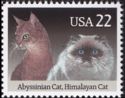 Abyssinian and Himalayan Cats
