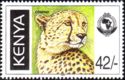 Cheetah (Acinonyx jubatus)