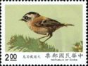 Taiwan Firecrest (Regulus goodfellowi)
