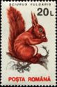 Eurasian Red Squirrel (Sciurus vulgaris)