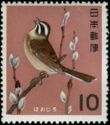 Siberian Meadow Bunting (Emberiza cioides)